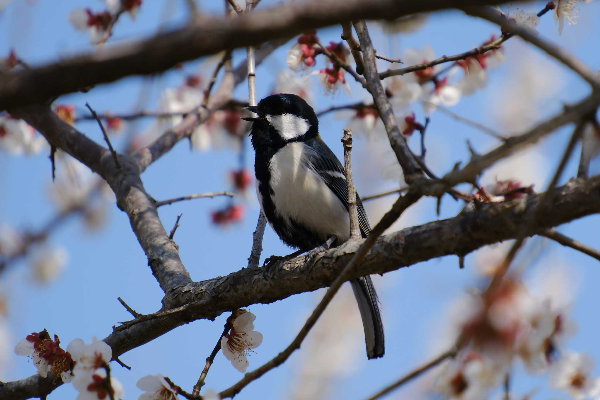 Photo of Japanese Tit at 偕楽園 by MNB EBSW