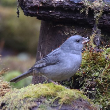 Grey Bunting Yanagisawa Pass Thu, 5/3/2018