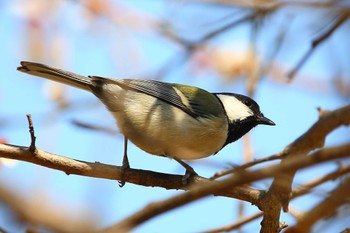 シジュウカラ じゅん菜池緑地(千葉県) 2023年3月8日(水)