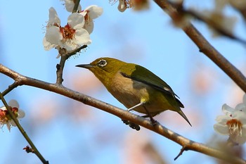 Warbling White-eye じゅん菜池緑地(千葉県) Wed, 3/8/2023