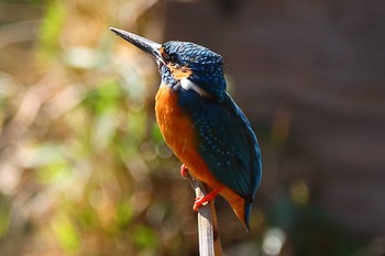 Common Kingfisher じゅん菜池緑地(千葉県) Wed, 3/8/2023