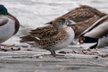 Baikal Teal 狭山湖 Sat, 2/25/2023