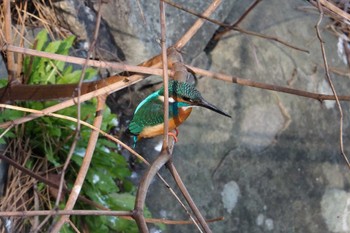 カワセミ 和歌山城公園 2023年3月7日(火)