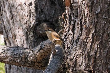 Bull-headed Shrike 和歌山城公園 Tue, 3/7/2023