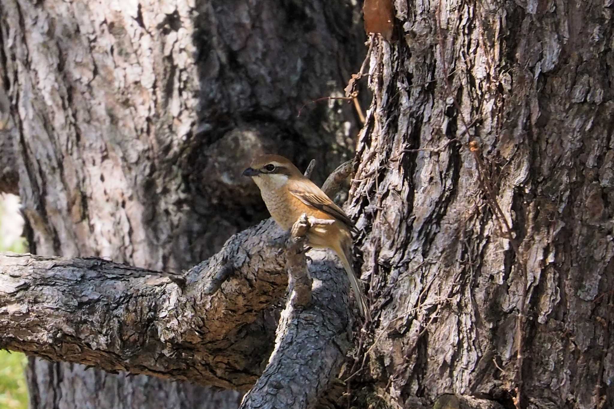 Bull-headed Shrike