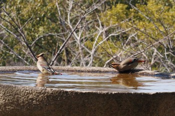 Japanese Waxwing 和歌山城公園 Tue, 3/7/2023