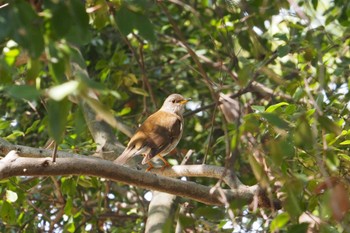 Pale Thrush 和歌山城公園 Tue, 3/7/2023