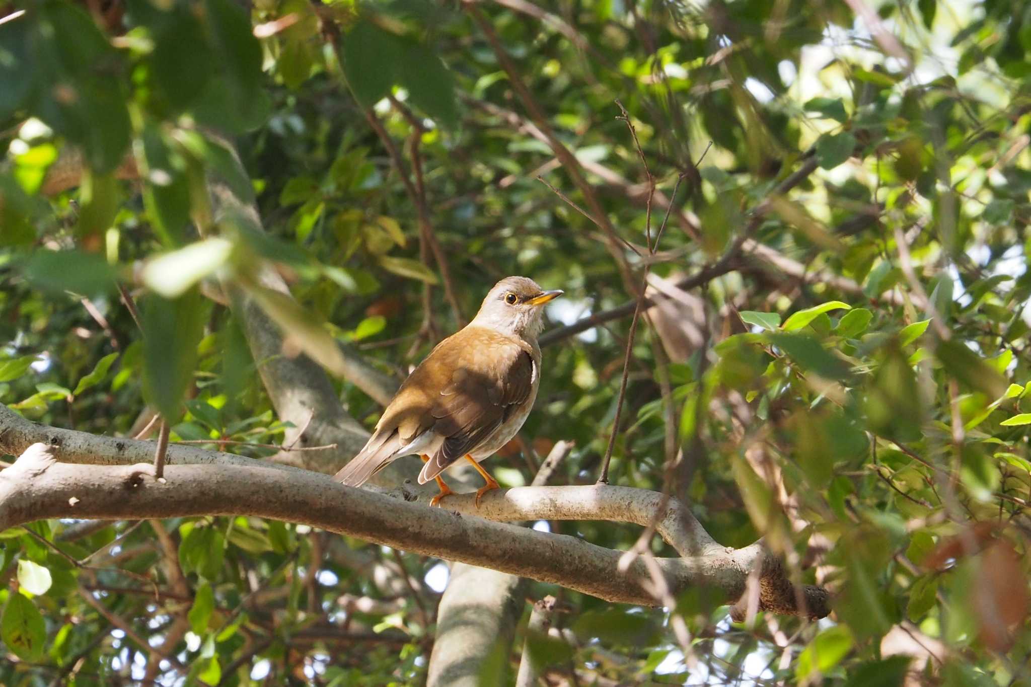 Photo of Pale Thrush at 和歌山城公園 by アカウント10444