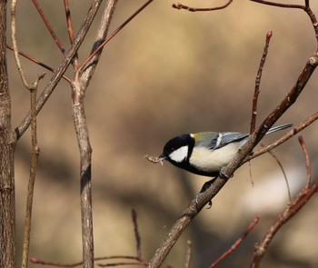 Japanese Tit Maioka Park Wed, 3/8/2023