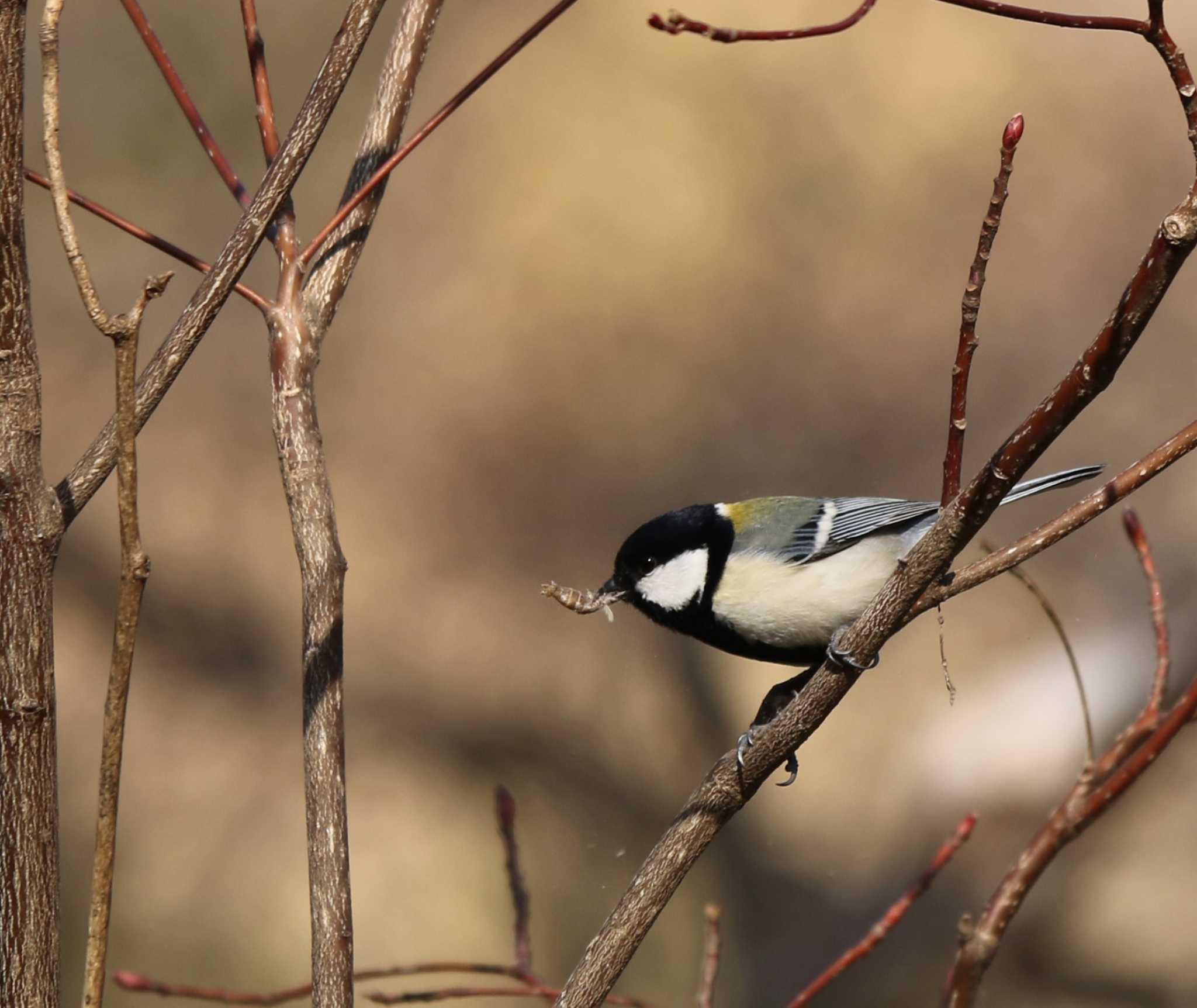 Photo of Japanese Tit at Maioka Park by Tak4628