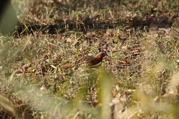 Chinese Bamboo Partridge Maioka Park Wed, 3/8/2023