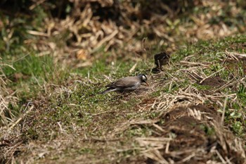 ムクドリ 舞岡公園 2023年3月8日(水)