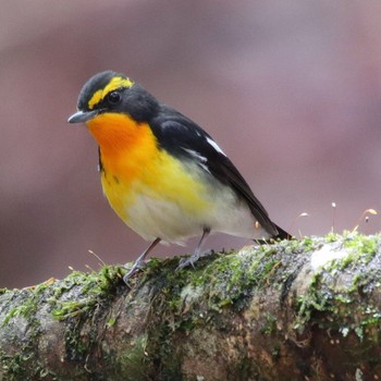 Narcissus Flycatcher Yanagisawa Pass Thu, 5/3/2018