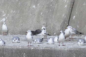 ヒメカモメ 銚子漁港 2023年3月8日(水)