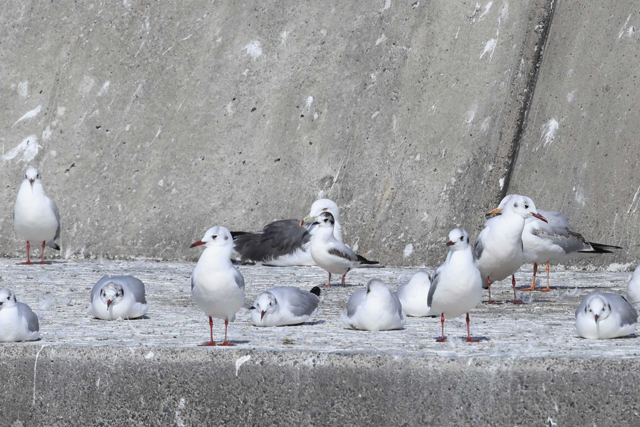 銚子漁港 ヒメカモメの写真 by マイク