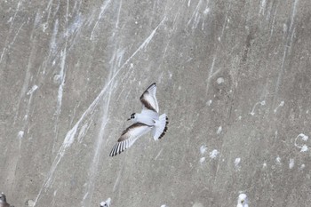 ヒメカモメ 銚子漁港 2023年3月8日(水)