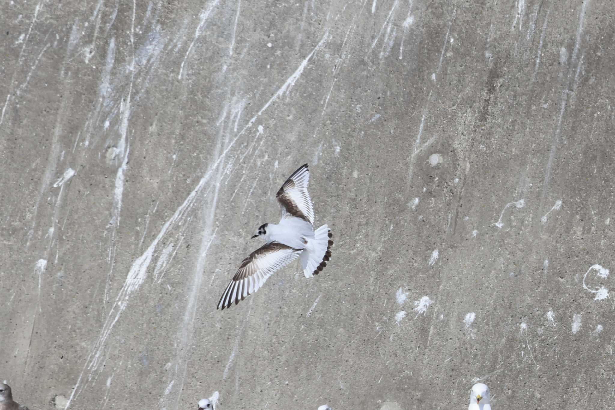 銚子漁港 ヒメカモメの写真 by マイク