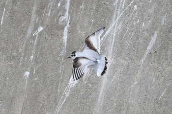 ヒメカモメ 銚子漁港 2023年3月8日(水)