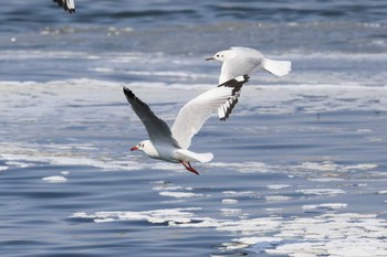 チャガシラカモメ 銚子漁港 2023年3月8日(水)