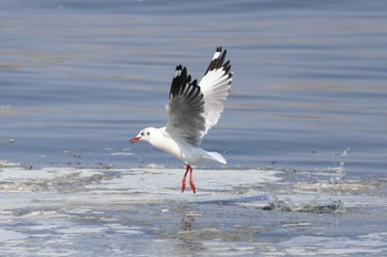 チャガシラカモメ 銚子漁港 2023年3月8日(水)