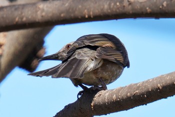 Brown-eared Bulbul Higashitakane Forest park Sun, 2/26/2023