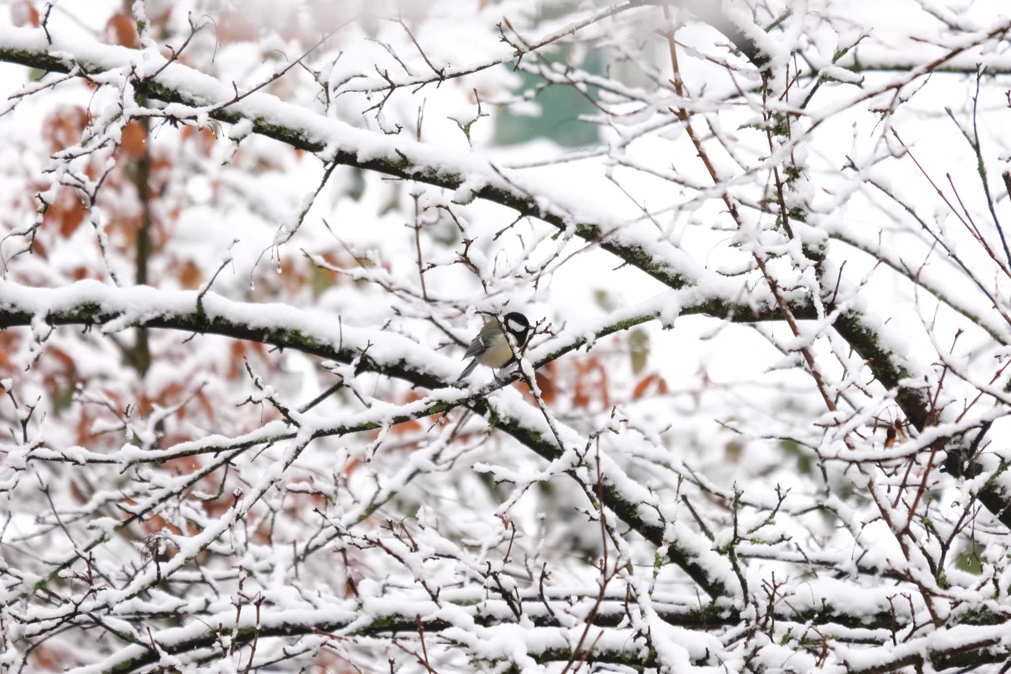 季節はずれの雪にもめげず by hidebonn