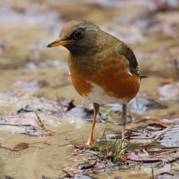 Brown-headed Thrush Yanagisawa Pass Thu, 5/3/2018