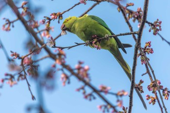 Indian Rose-necked Parakeet 恩田川 Wed, 3/8/2023