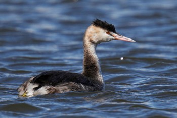 Great Crested Grebe Shin-yokohama Park Sun, 2/26/2023