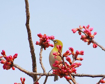 2023年3月8日(水) 大仙公園の野鳥観察記録