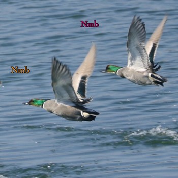 Falcated Duck Unknown Spots Unknown Date