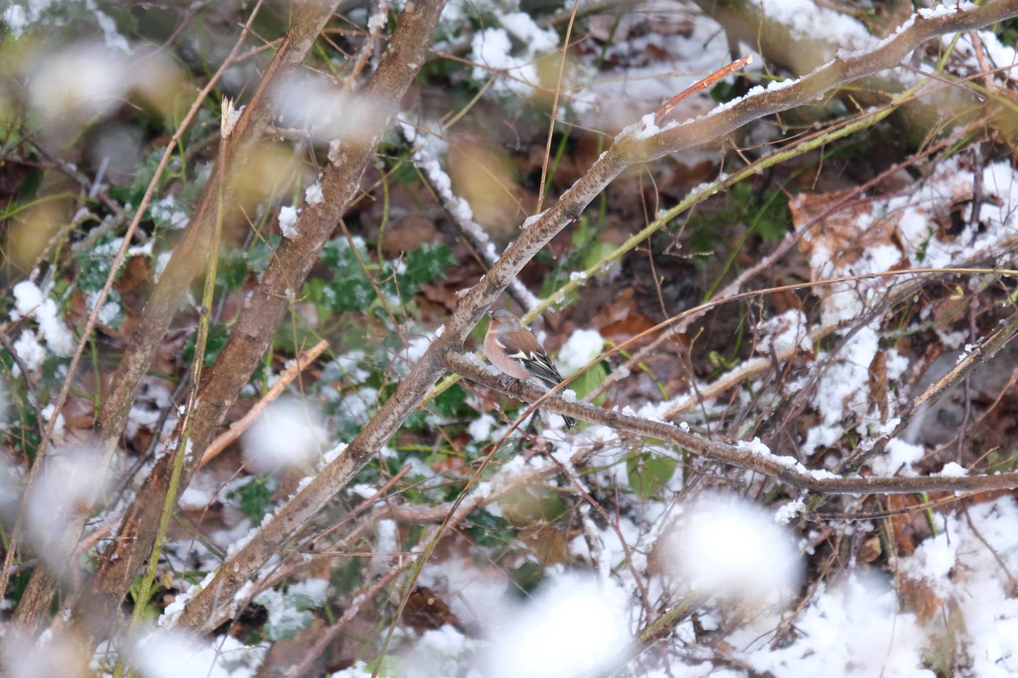 Photo of Eurasian Chaffinch at Venusberg by hidebonn