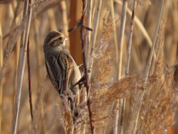 Common Reed Bunting 岡山百間川 Tue, 3/7/2023