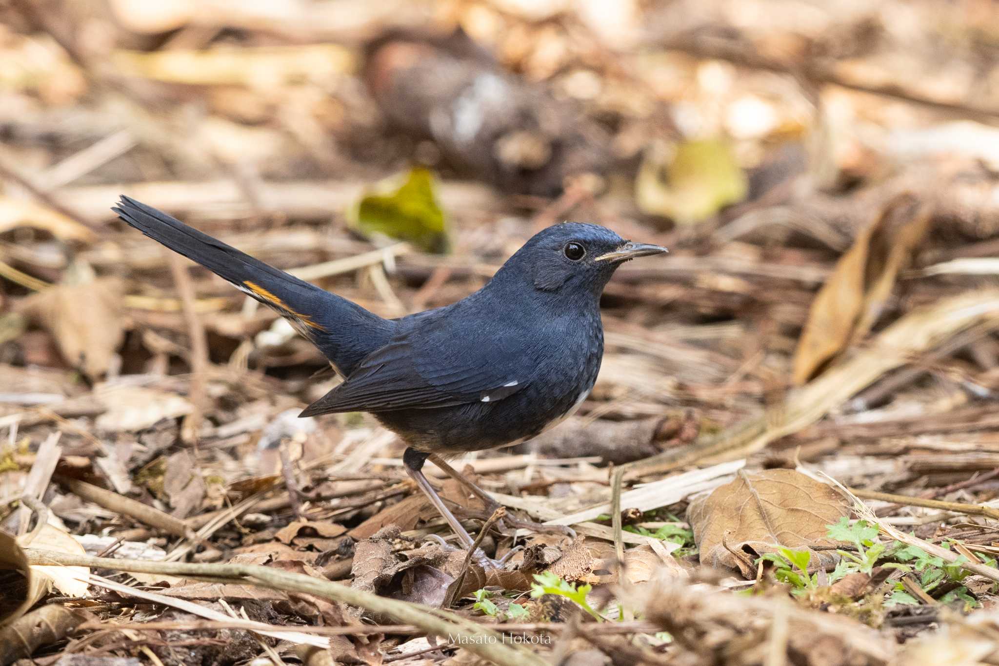 White-bellied Redstart