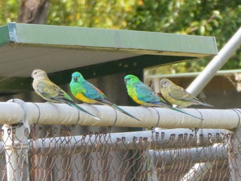 ビセイインコ Lake Wallace, Wallerawang, NSW, Australia 2023年3月4日(土)