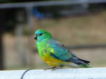 ビセイインコ Lake Wallace, Wallerawang, NSW, Australia 2023年3月4日(土)