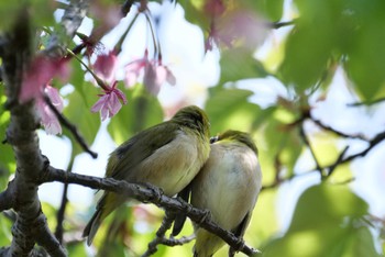 Warbling White-eye 静岡市 Wed, 3/8/2023