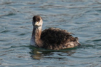 Red-necked Grebe 波崎漁港 Sat, 3/4/2023