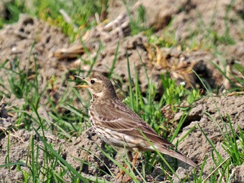 Richard's Pipit 対馬 Wed, 3/8/2023