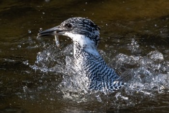 Crested Kingfisher 平成榛原子供のもり公園 Wed, 3/8/2023