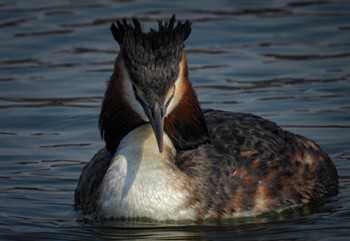 Great Crested Grebe 瓢湖 Wed, 3/8/2023