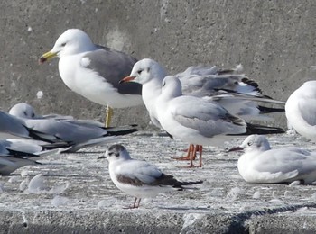 ヒメカモメ 銚子港 2023年3月8日(水)