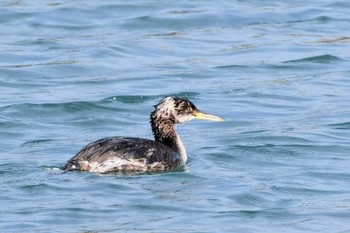 アカエリカイツブリ 波崎漁港 2023年3月4日(土)