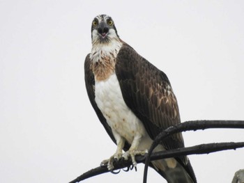 2021年11月21日(日) 愛知県西尾市の野鳥観察記録