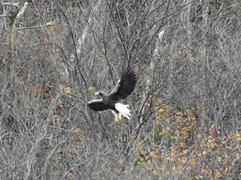 2021年12月4日(土) 湖北野鳥センターの野鳥観察記録