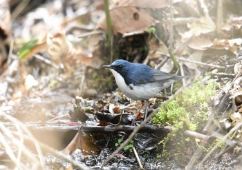 Siberian Blue Robin Yanagisawa Pass Fri, 5/4/2018