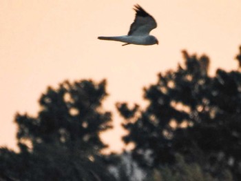 2022年1月3日(月) 愛知県西尾市の野鳥観察記録