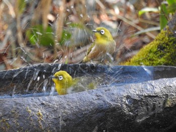2022年1月7日(金) 名古屋平和公園の野鳥観察記録