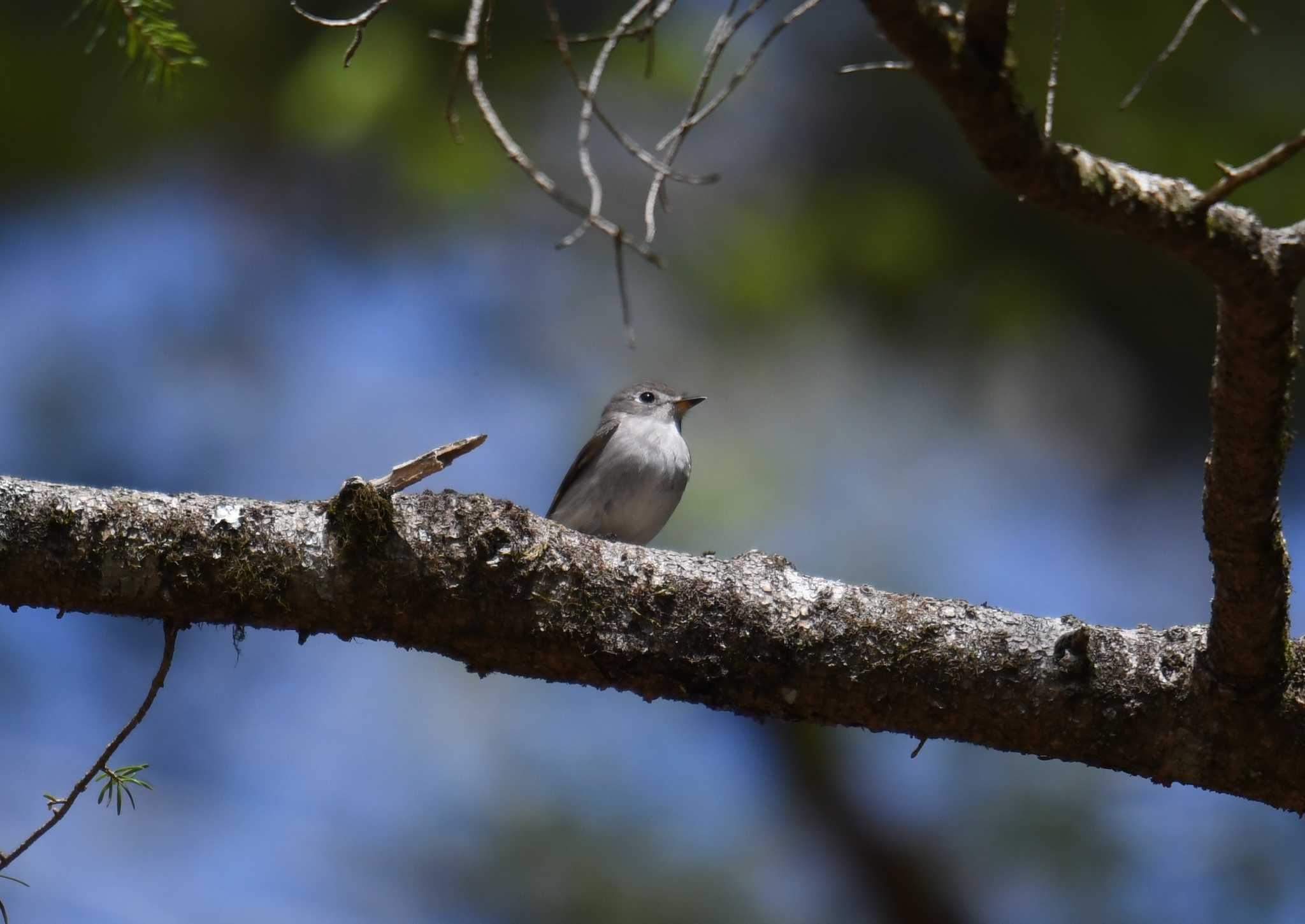 Photo of Asian Brown Flycatcher at Yanagisawa Pass by あひる