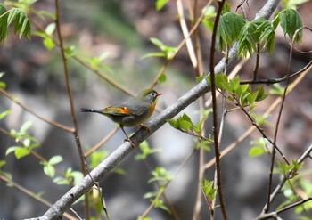 Red-billed Leiothrix Yanagisawa Pass Fri, 5/4/2018